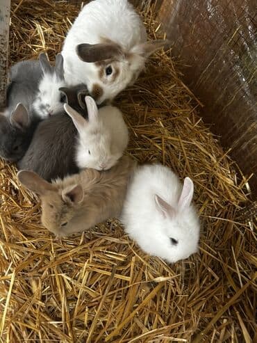 Коровы, быки: Dekorativ dovşan balaları Müxtəlif rəng və naxışlarda dekorativ — 3