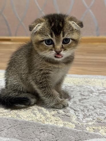 Gəmiricilər: Şotland yastı qulaq — 1