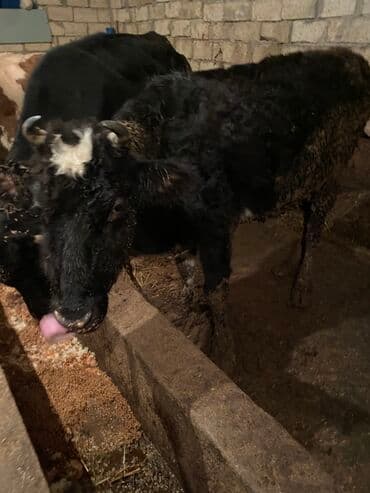 İtlər: Dişi dana içeri malidi kepey corey arpa verilir — 3