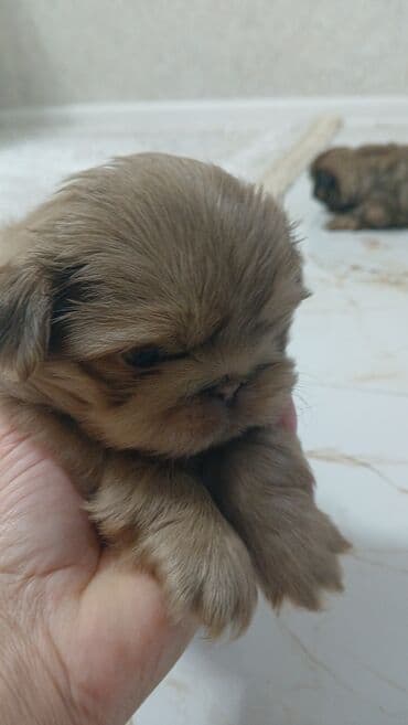Gəmiricilər: Pekines, 1 ay — 1