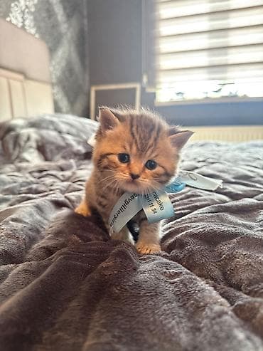 ana bala keci: Qızıl şinşilla, Erkək, Yaxşı əllərə, Ünvandan götürmə — 6