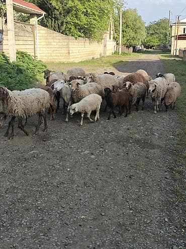 it almaq istəyirəm: Qoyun sürüsü satılır - Növ: qarışıq cins yerli qoyun və quzular - — 2