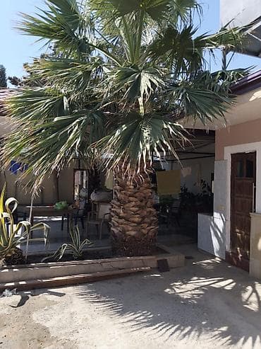 Böyük dekorativ xurma ağacı – həyət, bağ və ya terras üçün ideal