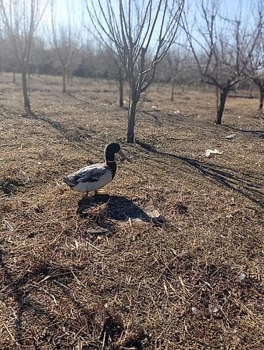 Cücələr: Erkək, Damazlıq — 1