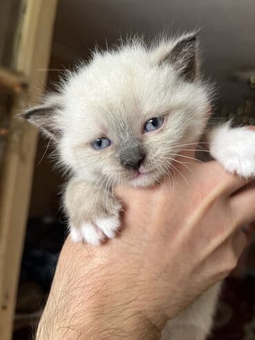 кошки на продажу: Şinşilla, Dişi, Erkək — 8