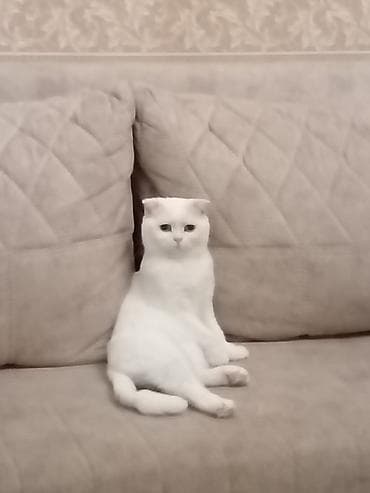 Digər heyvanlar: Şotland yastı qulaq — 2