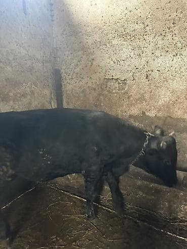 heyvanlara verilən adlar: Qara rəngli cavan buğa - Cins: yerli tip, qara rəng, qısa buynuzlu - — 1
