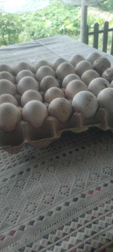 vanak kərə yağı: Təbii kənd yumurtası – 30-luq viyadda - Ağ rəngli, müxtəlif ölçülü — 2
