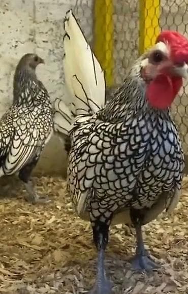 qaşqaldaq quşu: Toyuq, Damazlıq — 10