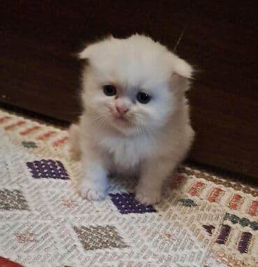 50 ile 250 arasi cins saf qan pisiklerimiz var( Silver sinsila temiz lalafo.az -da 50 ile 250 arasi cins saf qan pisiklerimiz var( Silver sinsila temiz