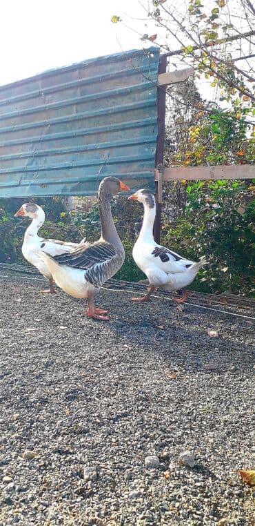 itler tap az: Kobra cinsi deyillər başı çıxanlar bilər nədi bu elanda 1 dənədir 1 — 2