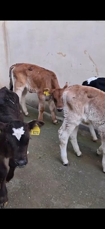 Кошки: Satılır: quzadan kəsilmiş bir neçə dana (südlük-döşəməli buzovlar) — 2