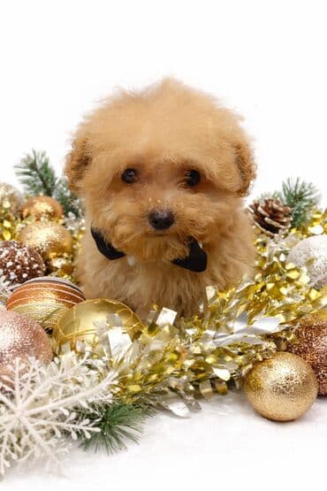 itle: Pudel, 3 ay, Erkek, Peyvəndli, Ünvandan götürmə — 4