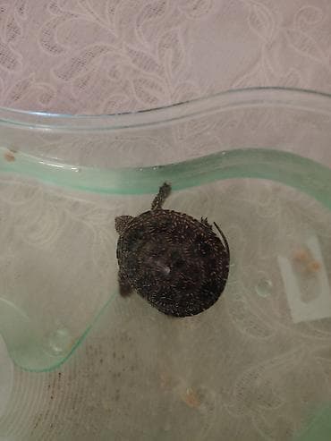 Akvariumlar: Su tısbağası qabinla biryerde 20 azn - Dəst: ürək formalı şəffaf — 4