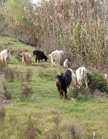 balasına süd verməyən qoyun nə adlanır: Mal-qara: Keçilər sürüsü Təsvir: - Şəkildə müxtəlif rəngli (ağ, qara — 1