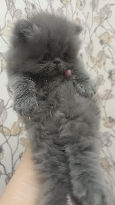 heyvanlar: Britan (Scottish Fold tipli) və ekzoik (Persian/Exotic type) balaca — 6