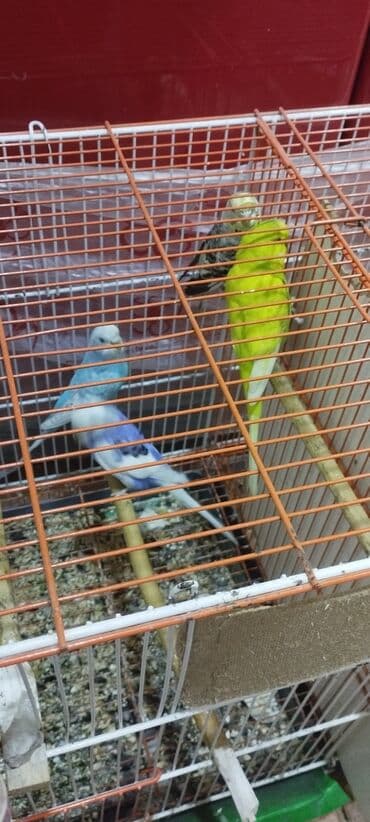 hazır hicablar: Hazır balalayan iki cüt tutuquşular. Yaxşı bala verirlər. Qiymət bir — 7