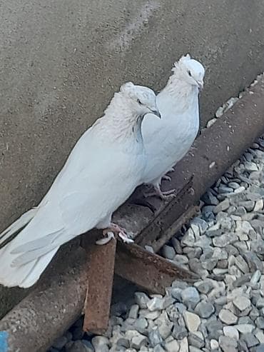 1 cüt miz kekil iran quşları satılır erkey cox qızgındı dişi tayı öz