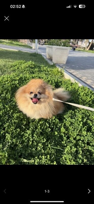 объявления отдам в хорошие руки щенка: Шпиц, Самка — 1