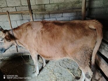 Dişi, il: 3, 300 kq, Damazlıq, Ünvandan götürmə lalafo.az -da Dişi, il: 3, 300 kq, Damazlıq, Ünvandan götürmə