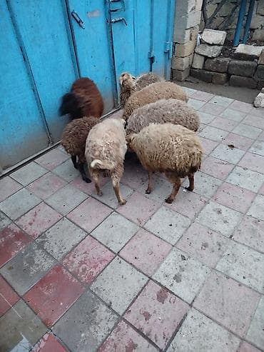 Satışda xırda buynuzlu heyvanlar – bir qrup cavan qoyun/qoç