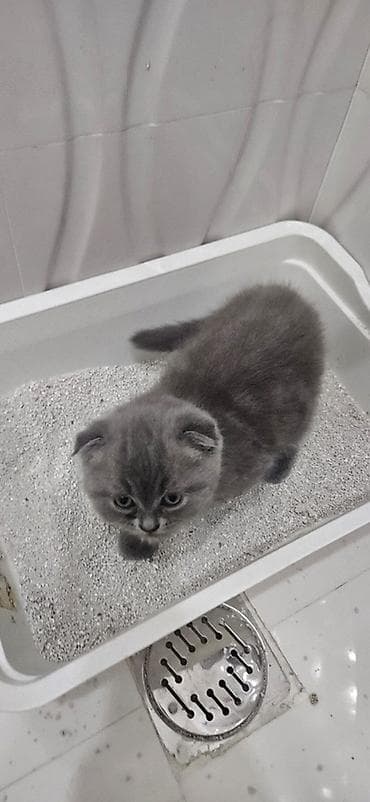 angora pişik: Şotland yastı qulaq, Erkək, Yaxşı əllərə, Ünvandan götürmə — 3