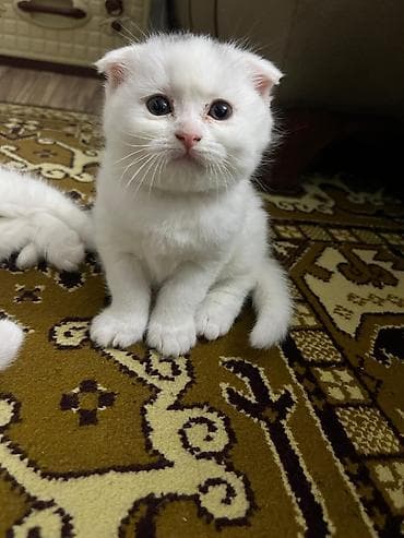 şotland pişik: Şotland — 9