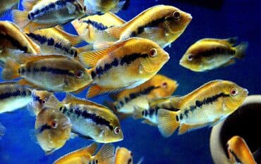 продажа аквариумных рыбок: Цихлид — 3