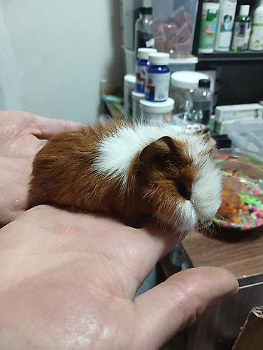 heyvanlar satisi: Dəniz donuz( marskoy svinka) balaları satılır. Ailə mühitinə — 2