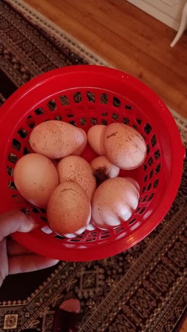 Tərəvəzlər: Hinduşka yumurtası 3 manat. Aşagı yeri yenə 3 manat. Çox olmur. Günde — 2