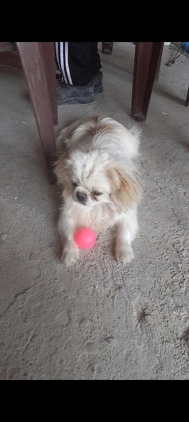 itle barter: Pekines — 2