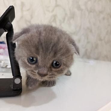 pişik tasma: Şotland yastı qulaq — 1