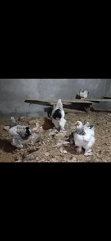 ucuz toyuq satisi: Toyuq, Brama, Damazlıq — 3