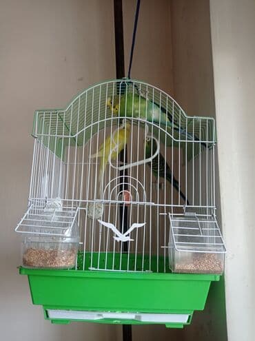 yarasa yuvasi aliram: Dalmatın qəfəslə birlikdə dalğıç papağanlar (bajıqar/paraket) dəsti — 2