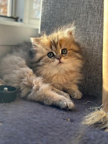 bala keçi: Şotland uzun tüklü — 8