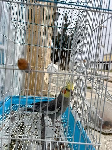 Satılır 40 manat qefesle tecili erkey Barterde var lalafo.az -da — 3 Satılır 40 manat qefesle tecili erkey Barterde var — 3