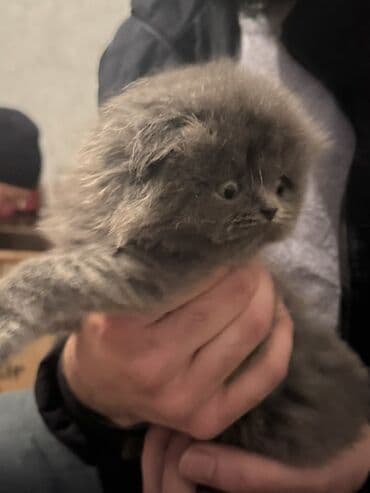 ev pişiy: Fars, Dişi, Ünvandan götürmə — 1