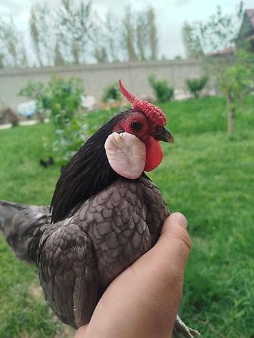bramo toyuqlari satisi: Minorka ag qulaq yumurtası satılır yalnız — 10