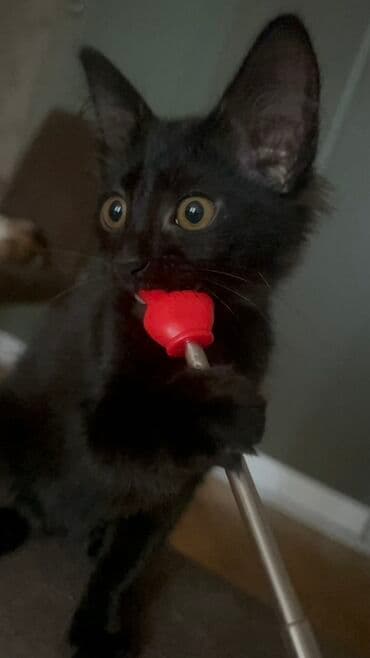 britain pişiyi: Dişi, Yaxşı əllərə, Ünvandan götürmə — 2