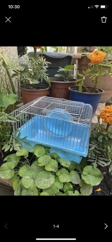 купить клетку для морской свинки: Kiçik ev heyvanları üçün nəzərdə tutulmuş bu qəfəs, ev heyvanınız üçün — 1