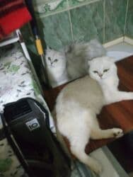 pişiklər bala: Şotland uzun tüklü, Erkək — 2