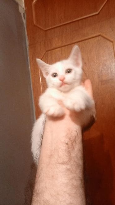 pişiklər: Şotland — 7