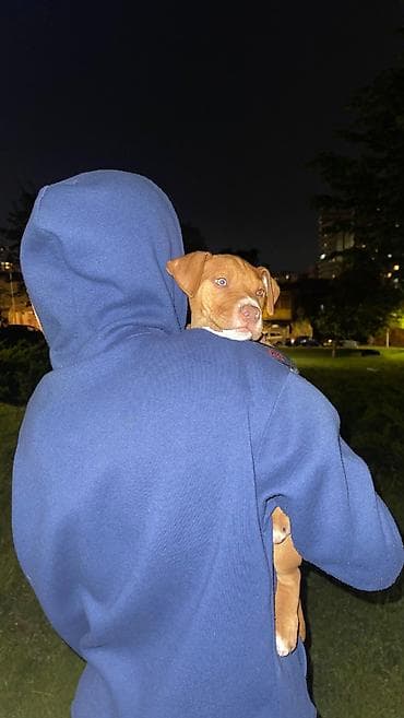 pitbul balasi: Pitbul, 2 ay, Erkek, Peyvəndli, Ünvandan götürmə — 1