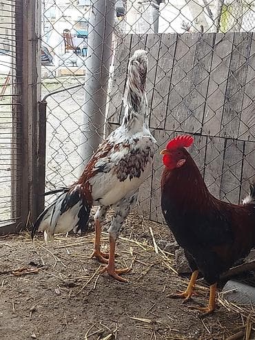 keci satisi: Xoruz, il: <1, Ödənişli çatdırılma — 8