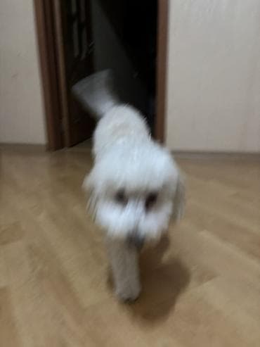 it balasi satisi: Pudel ag rengli real alicilar elaqe saxlasin 6ayliqdi — 8