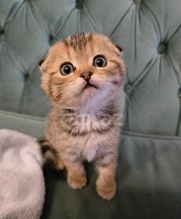 munchkin pişik: Şotland — 6