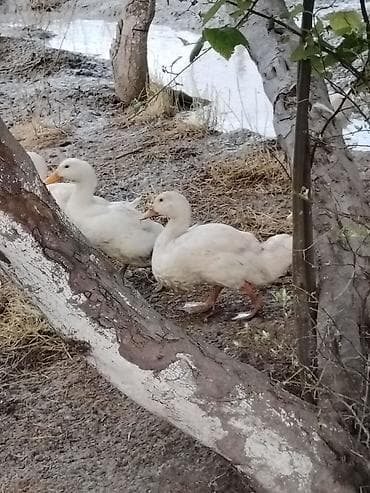 cins kecilər: Ağ ördəklər – kiçik sürü 3 Aylıq Damazlıq xayis edirem ciddi alıcılar — 2