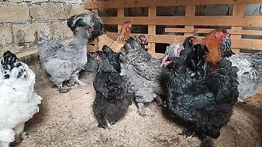 cins toyuqlar: Toyuq, Brama, Damazlıq, Ünvandan götürmə, Ödənişli çatdırılma — 4