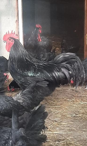 Toyuq cücələri, Ətlik