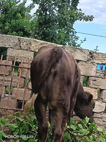 simmental: Dana, buzov, Dişi, ay: 10, Damazlıq — 4